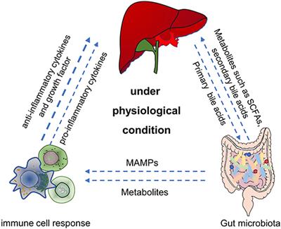 Gut Microbiota and Chemical-Induced Acute Liver Injury